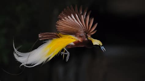 Alluring birds of paradise with a touch of magic
